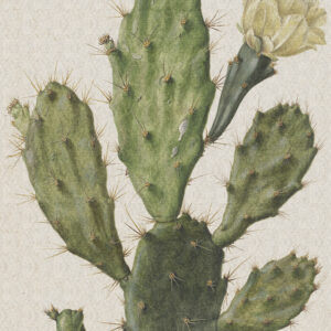 Fotobehang 8013 Painted Memories Cactus