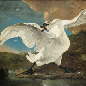 Fotobehang 8039 Painted Mem. 2 The Endangered Swan