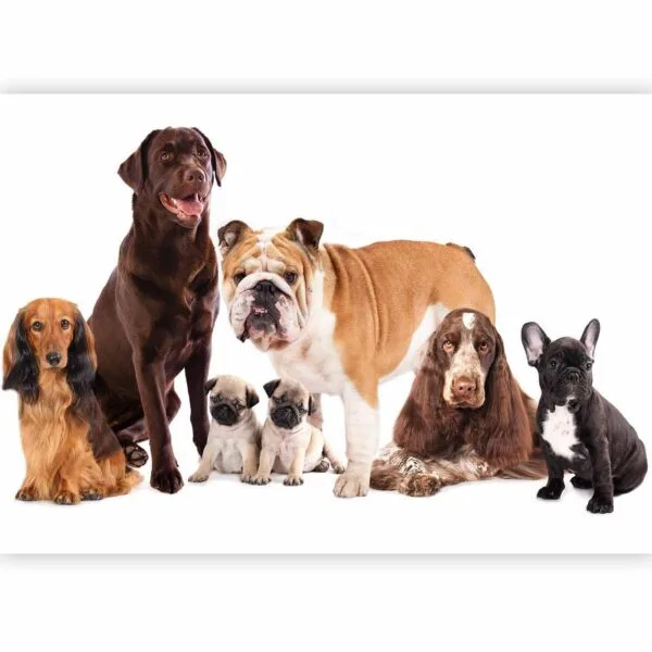 Fotobehang - Animal portrait - dogs with a brown labrador in the centre on a white background