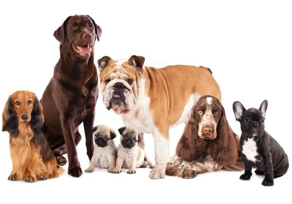 Fotobehang - Animal portrait - dogs with a brown labrador in the centre on a white background