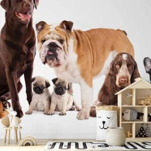 Fotobehang - Animal portrait - dogs with a brown labrador in the centre on a white background