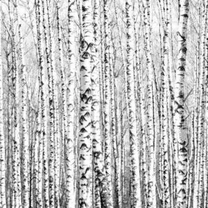 Fotobehang - Birch forest