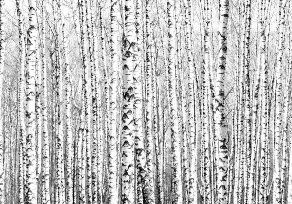 Fotobehang - Birch forest