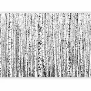 Fotobehang - Birch forest
