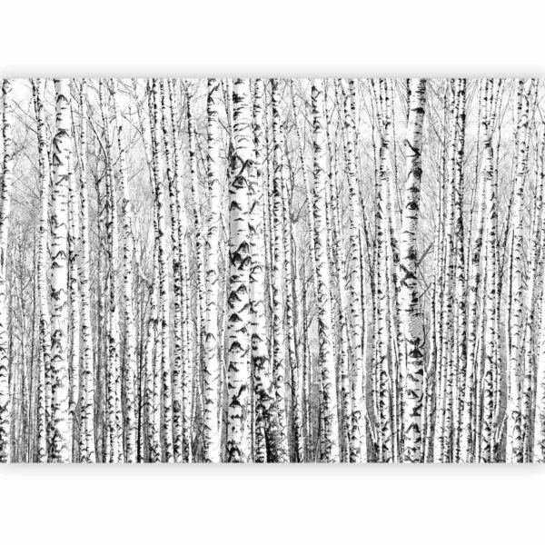 Fotobehang - Birch forest