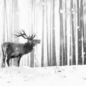 Fotobehang - Deer in the Snow (Black and White)