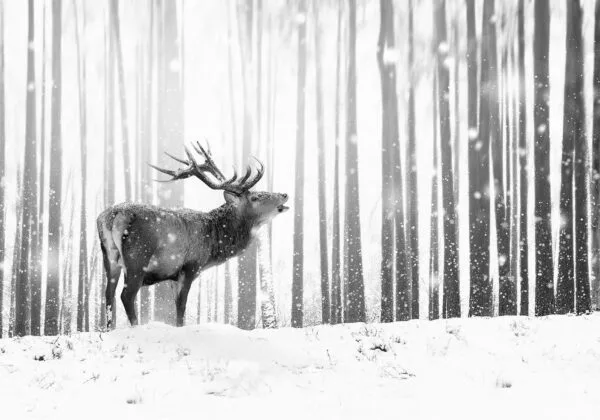 Fotobehang - Deer in the Snow (Black and White)