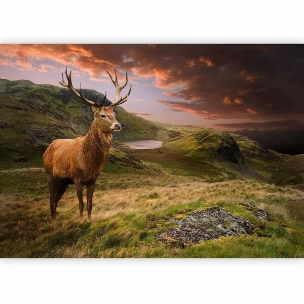 Fotobehang - Deer on Hill