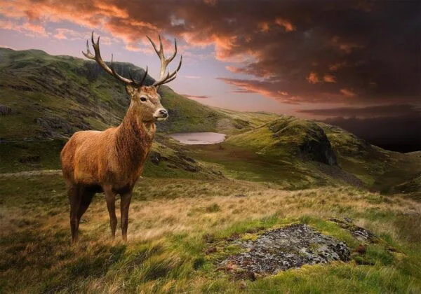 Fotobehang - Deer on Hill