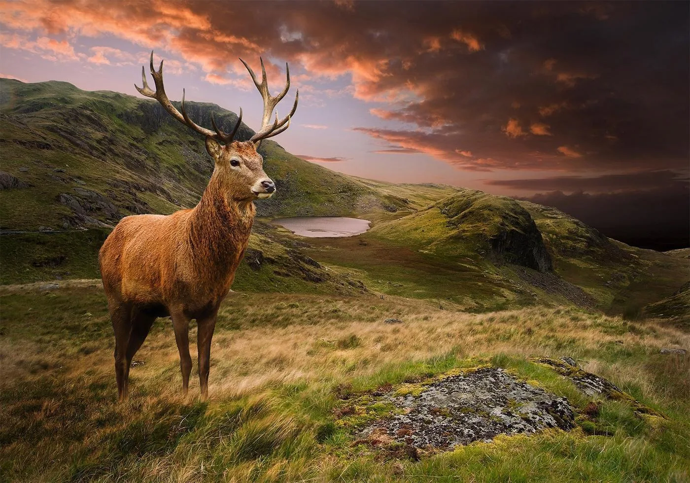 Fotobehang - Deer on Hill