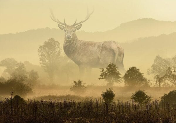 Fotobehang - Dreamlike Image