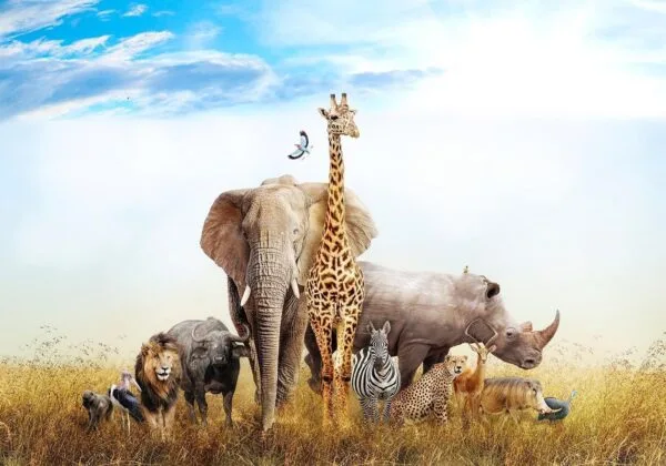 Fotobehang - Fauna of Africa