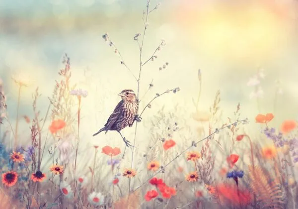 Fotobehang - Field Bird