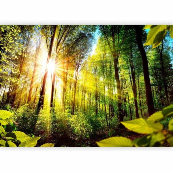 Fotobehang - Forest Hideout