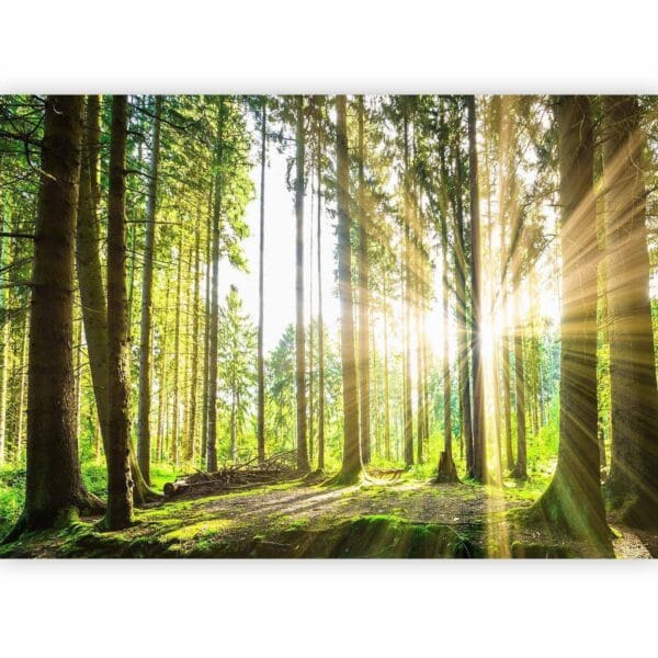 Fotobehang - Forest Tales