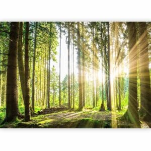 Fotobehang - Forest Tales