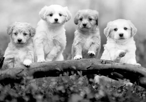 Fotobehang - Four Puppies