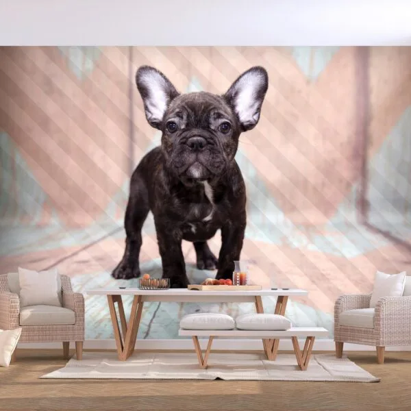 Fotobehang - French Bulldog