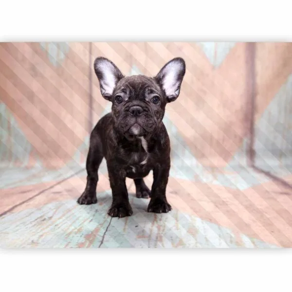 Fotobehang - French Bulldog