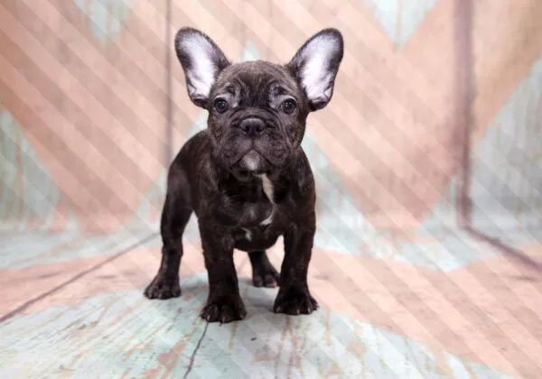 Fotobehang - French Bulldog