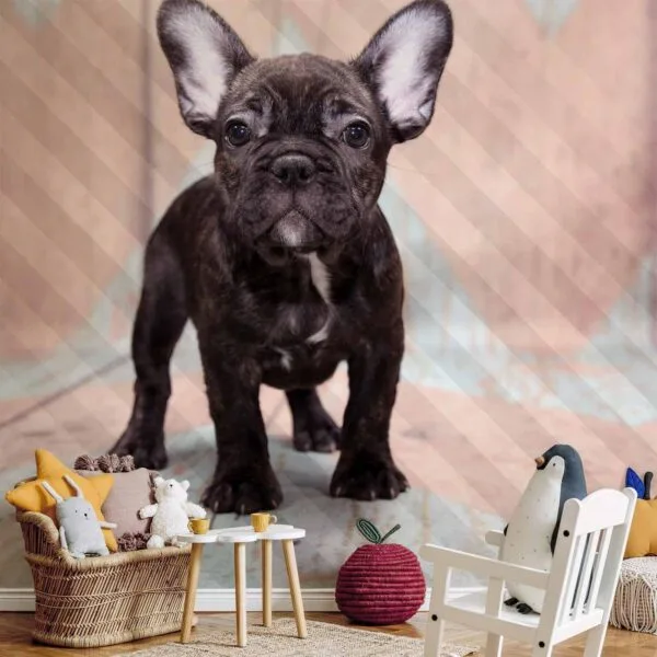 Fotobehang - French Bulldog