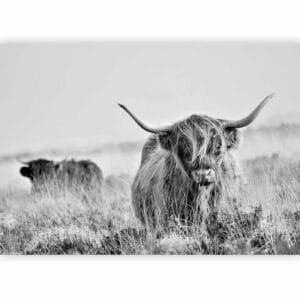 Fotobehang - Highland Cattle