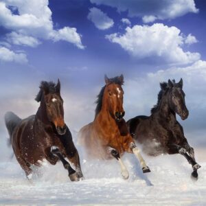 Fotobehang - Horses in the Snow