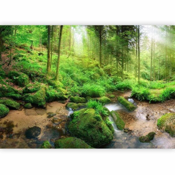Fotobehang - Humid Forest