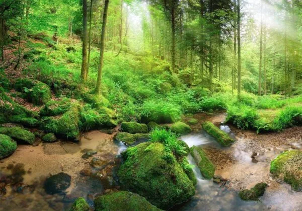 Fotobehang - Humid Forest