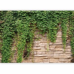 Fotobehang - Ivy wall