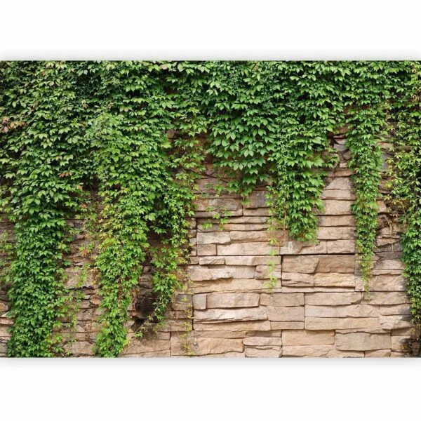 Fotobehang - Ivy wall