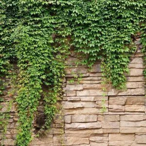 Fotobehang - Ivy wall