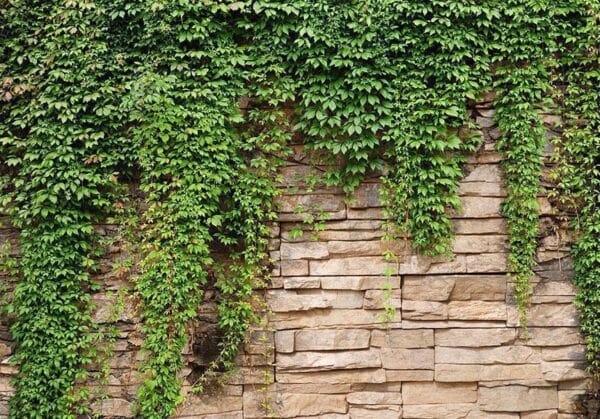 Fotobehang - Ivy wall