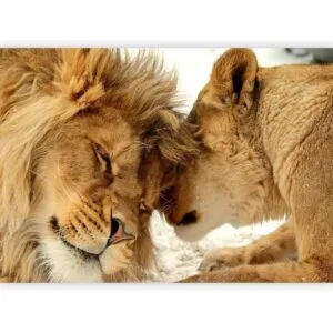 Fotobehang - Lion Tenderness