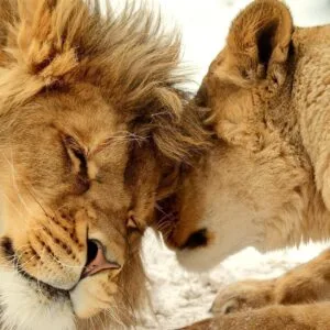 Fotobehang - Lion Tenderness