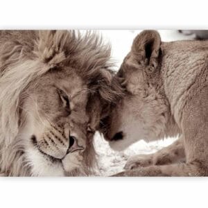 Fotobehang - Lion Tenderness (Sepia)
