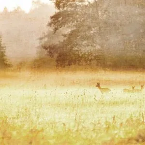 Fotobehang - Morning Dew