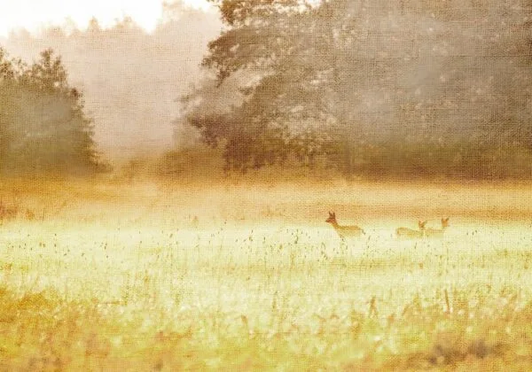 Fotobehang - Morning Dew
