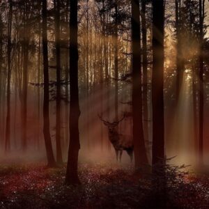 Fotobehang - Mystical Forest - First Variant
