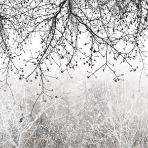 Fotobehang - Natural Brightness