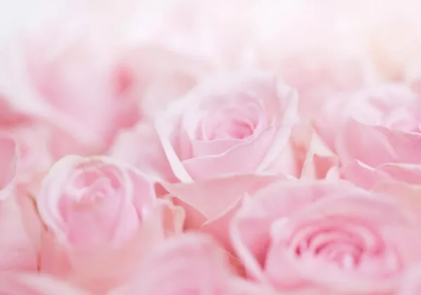 Fotobehang - Ocean of Roses