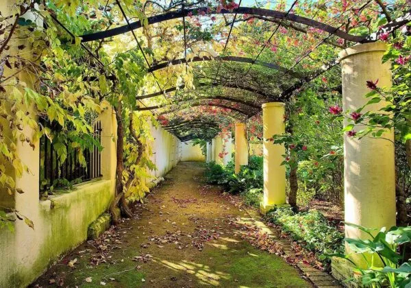 Fotobehang - Pergola