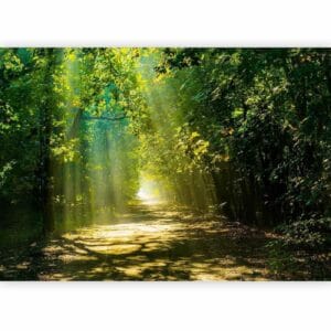 Fotobehang - Road in Sunlight