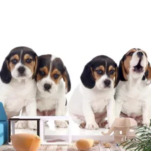 Fotobehang - Sad Puppies