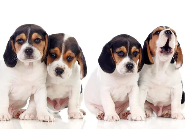 Fotobehang - Sad Puppies