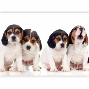Fotobehang - Sad Puppies