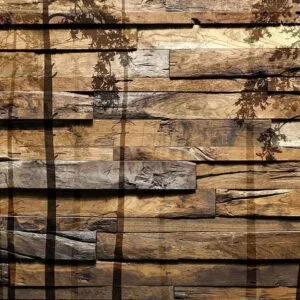 Fotobehang - Shadow of Trees