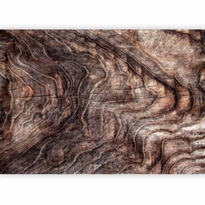 Fotobehang - Signs of the times - an abstract background with the wrinkled bark of an old tree