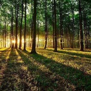 Fotobehang - Spring: Morning in the Forest