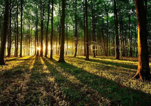 Fotobehang - Spring: Morning in the Forest